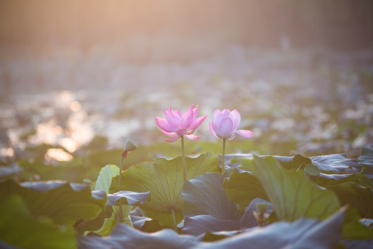 Lotus flower and Lotus flower plants